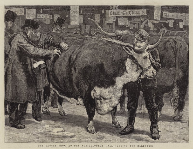 Boskapsutställningen i Agricultural Hall, bedömning av Herefords. av William Small