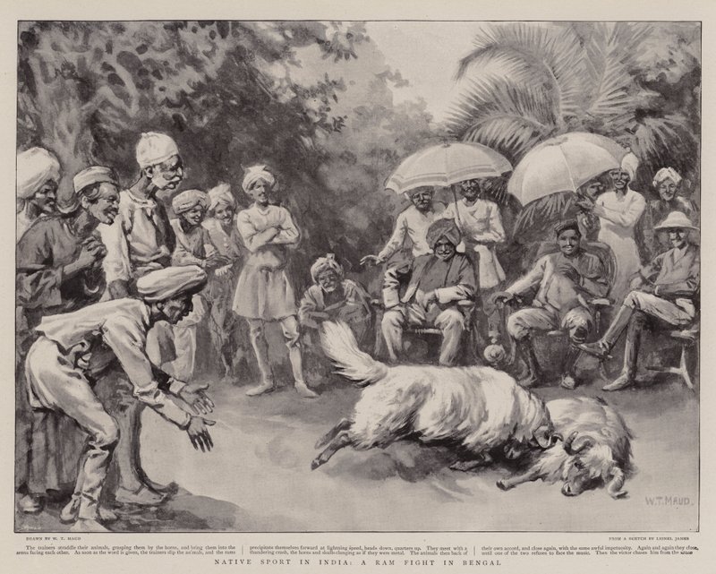 Native Sport i Indien, en Ram Fight i Bengalen av William T. Maud