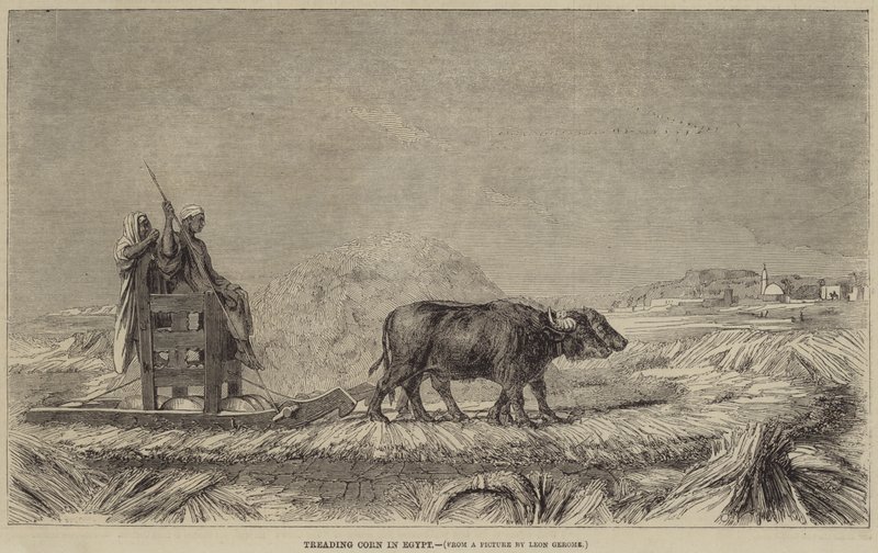 Treading Corn in Egypt  av after Jean Leon Gerome