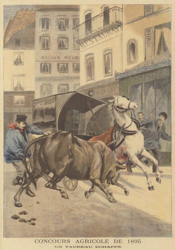Lantbruksutställning 1895. En förrymd tjur av after Oswaldo Tofani