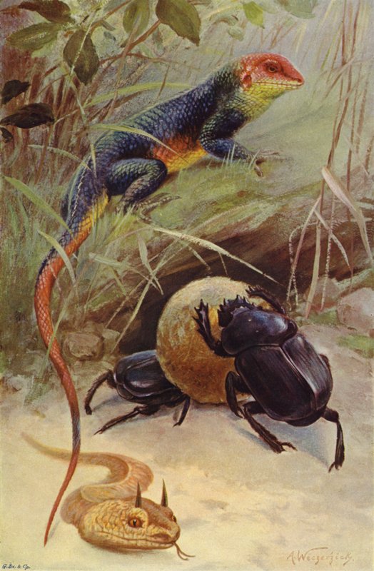 Agama, Horned Viper och Sacred Beetle av after Wilhelm Kuhnert
