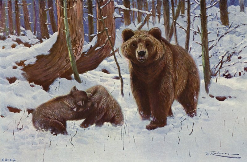 Brun björn av after Wilhelm Kuhnert