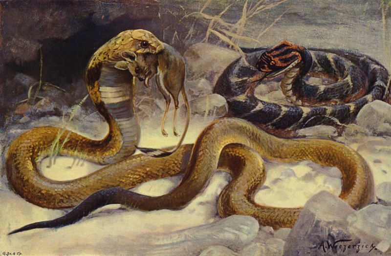 Kobra och pustorm av after Wilhelm Kuhnert