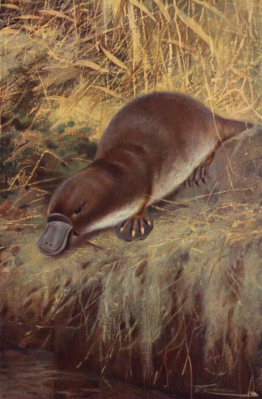 Anknäbb av after Wilhelm Kuhnert