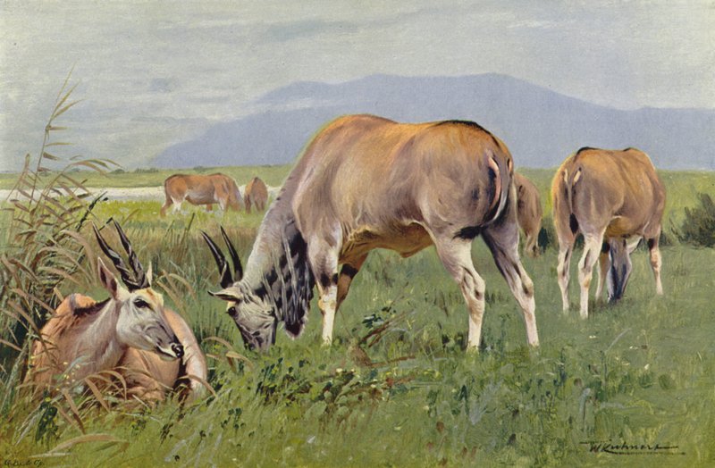 Eland av after Wilhelm Kuhnert