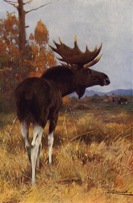 Älg eller älg av after Wilhelm Kuhnert