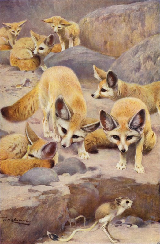 Fennec och Jerboa av after Wilhelm Kuhnert