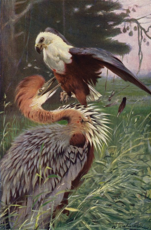 Jättehäger och havsörn av after Wilhelm Kuhnert