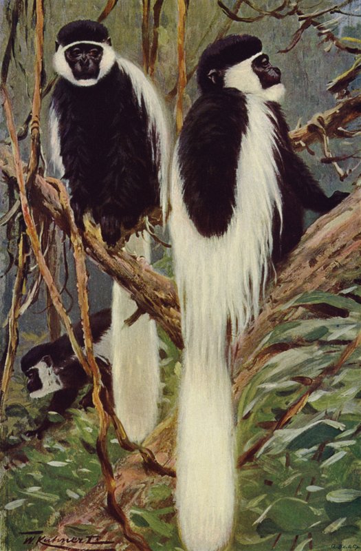 Guereza av after Wilhelm Kuhnert