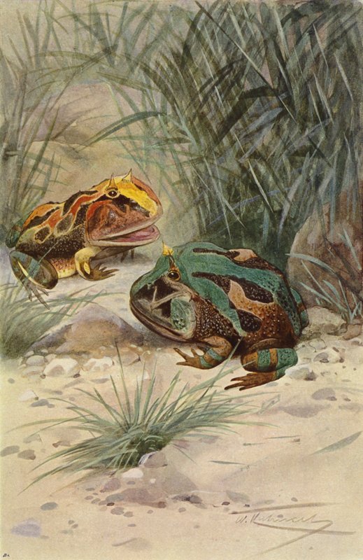 Behornad groda av after Wilhelm Kuhnert