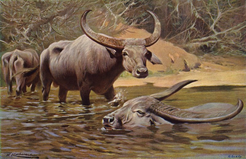 Indisk buffel av after Wilhelm Kuhnert
