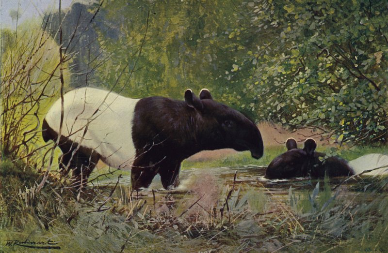 Indiska Tapir av after Wilhelm Kuhnert
