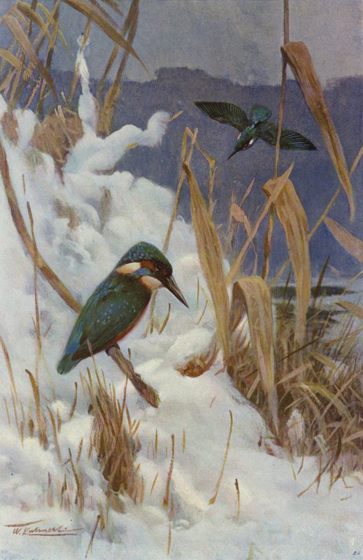Kungsfiskare av after Wilhelm Kuhnert