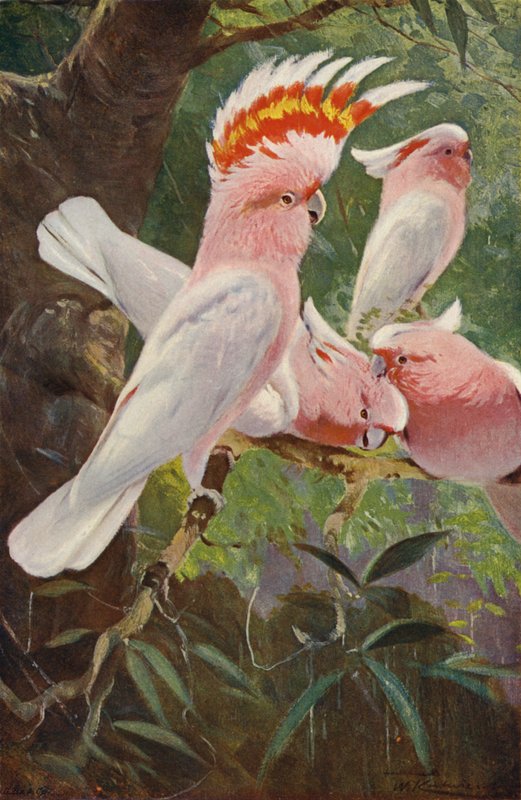 Leadbeaters kakadua av after Wilhelm Kuhnert