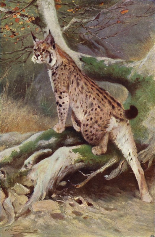 Lodjur av after Wilhelm Kuhnert