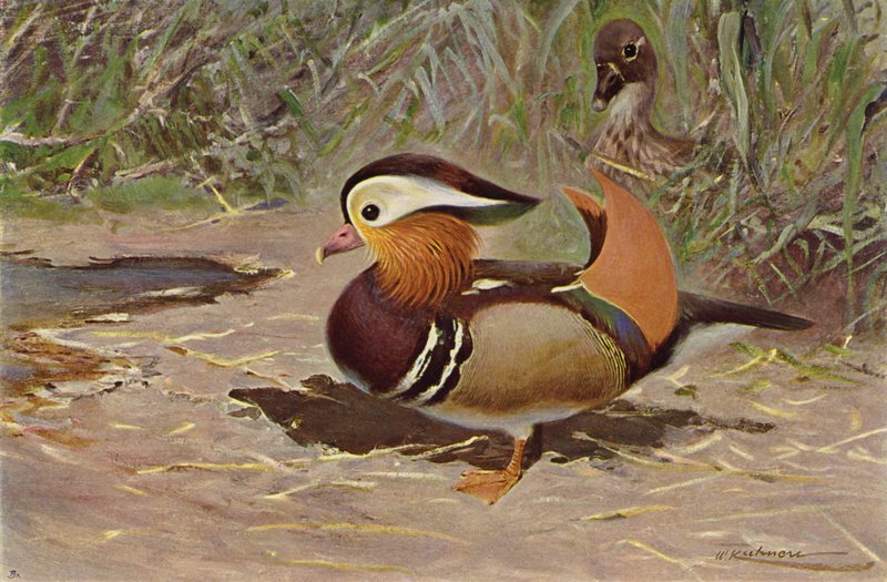 Mandarin anka av after Wilhelm Kuhnert