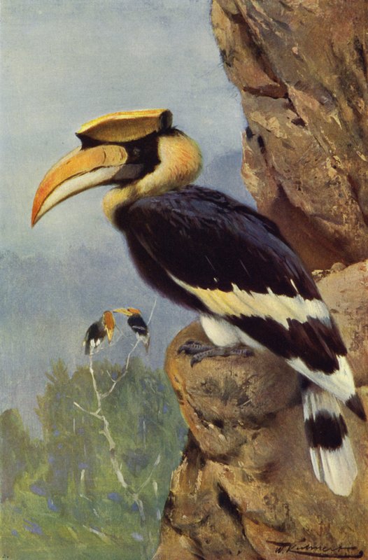 Röd näshornsfågel av after Wilhelm Kuhnert