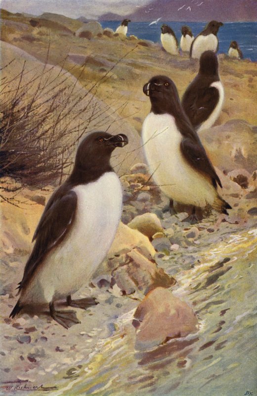Razorbill av after Wilhelm Kuhnert