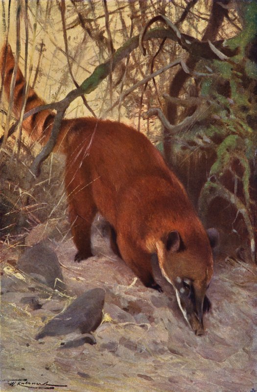 Röd Coati av after Wilhelm Kuhnert