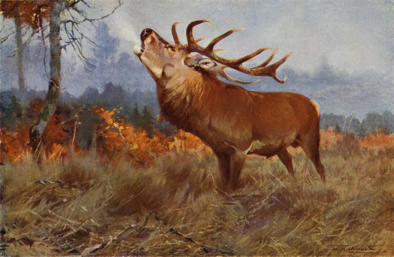 kronhjort av after Wilhelm Kuhnert