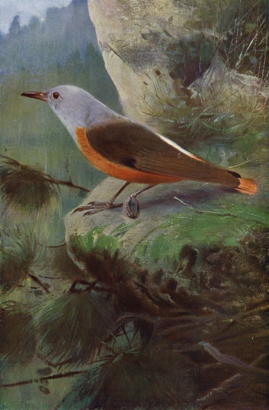Rock Trast av after Wilhelm Kuhnert