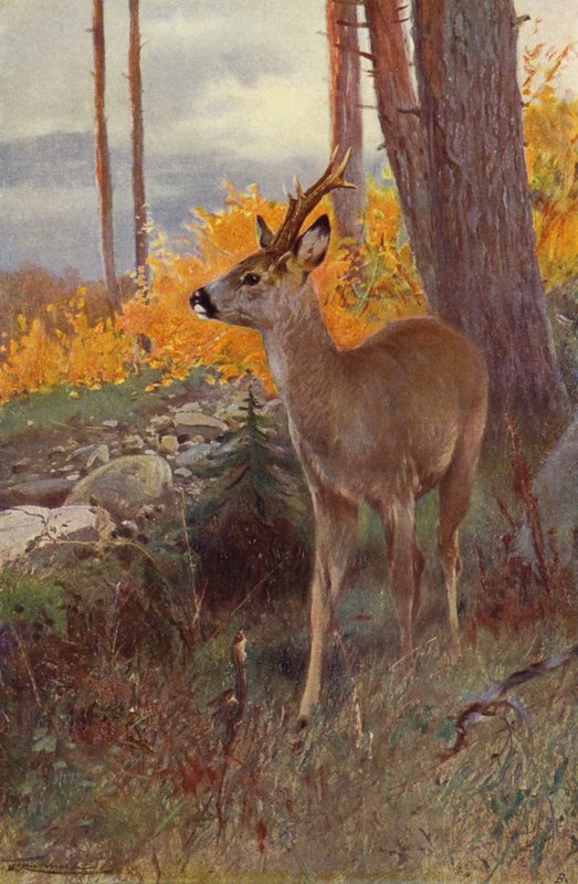 Rådjur av after Wilhelm Kuhnert