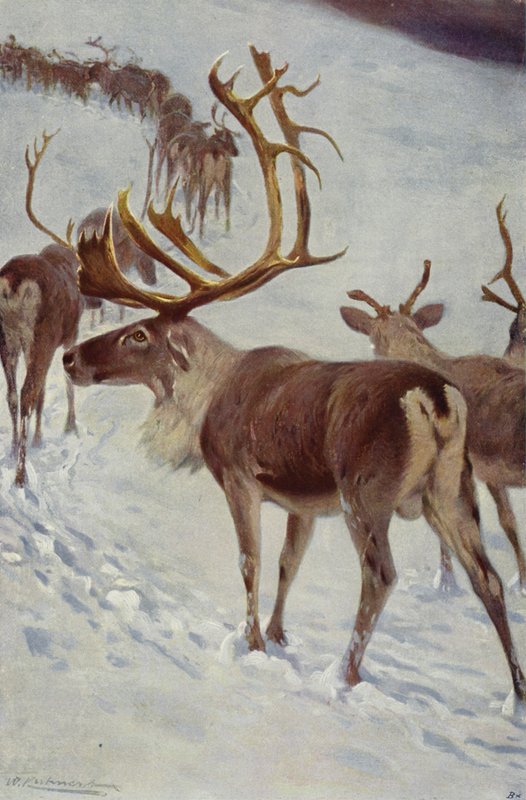 Skandinaviska renar av after Wilhelm Kuhnert