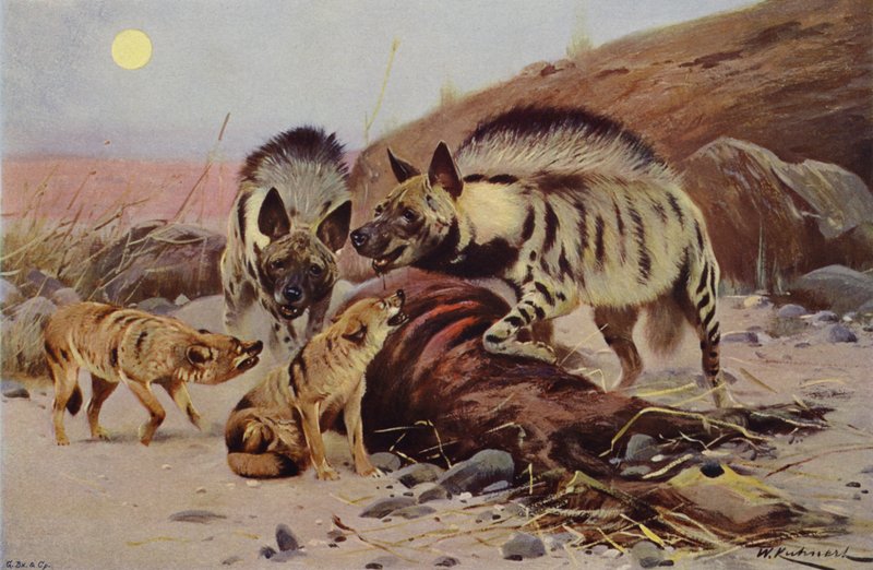 Randig hyena och schakal av after Wilhelm Kuhnert
