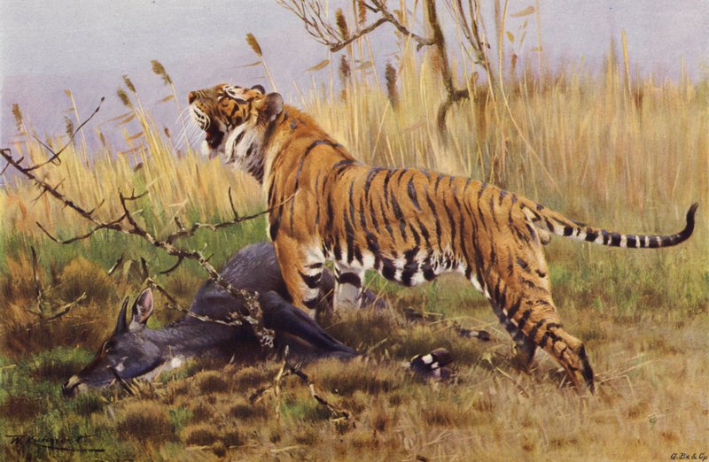 Tiger av after Wilhelm Kuhnert