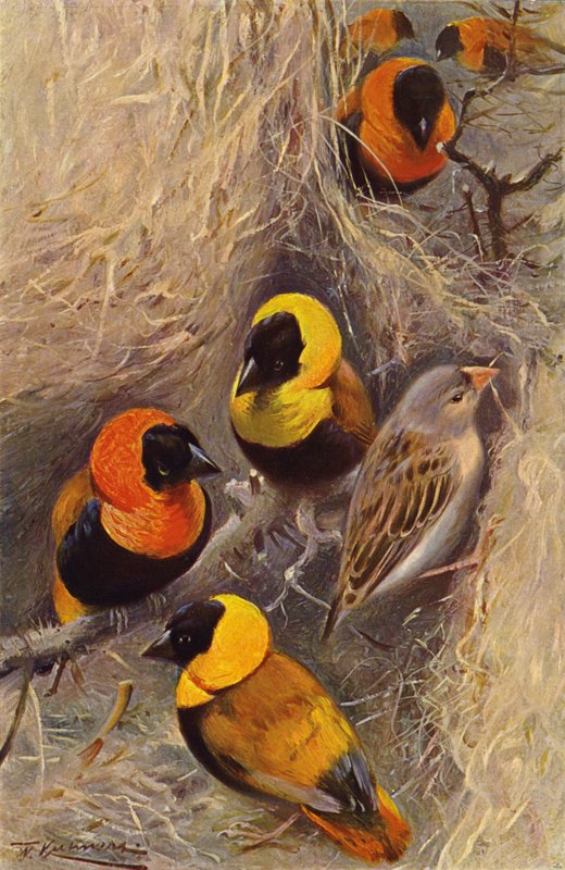 Weaver Birds av after Wilhelm Kuhnert