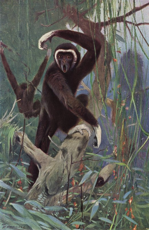 Vithändig Gibbon av after Wilhelm Kuhnert
