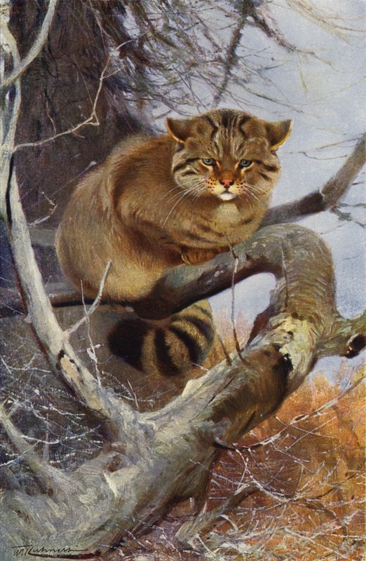Vild katt av after Wilhelm Kuhnert