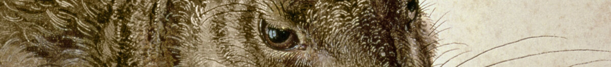 Ung hare (Albrecht Dürer), Detail: Kopf mit Auge und Schnurrhaaren
