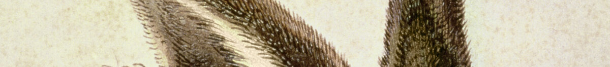 Ung hare (Albrecht Dürer), Detail: Aufgerichtete Ohren
