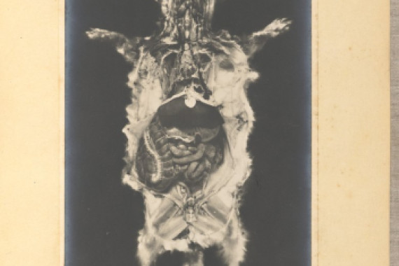 A. L. Donnadieu