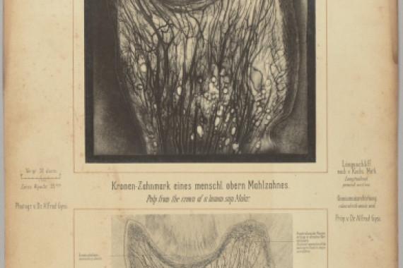 Dr. Alfred Gysi