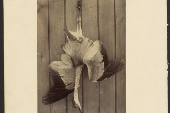 Francis Edmond Currey