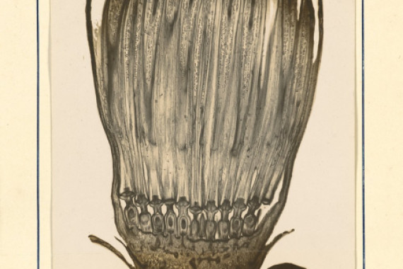 James Hornell