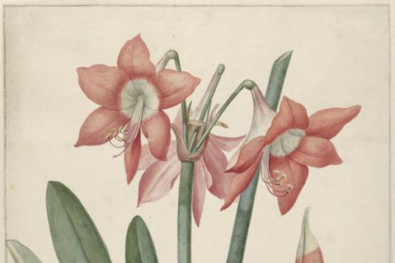Laurens Jacobsz. van der Vinne