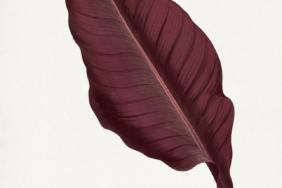 Les Plantes a Feuillage Colore
