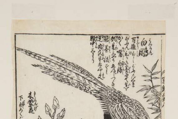 Morikuna Morikuna