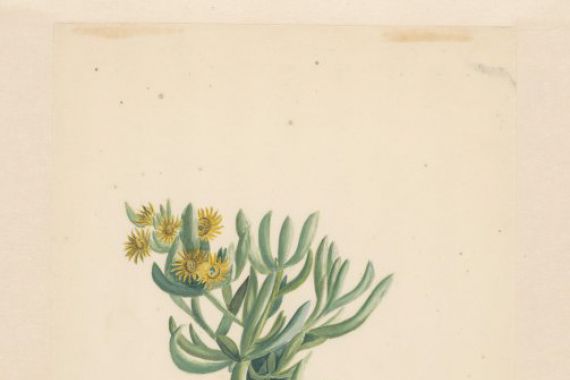 Vincent Jansz. van der Vinne (attributed to)