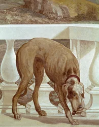 Hund på en balkong. Fräsch detalj. Målning av Paolo Caliari kallad Paolo Veronese (1528-1588), cirka 1561. Fresco Maser (Treviso), Villa Barbaro, Bacchus rum