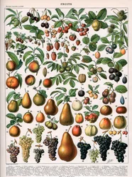 Illustration av fruktsorter, c.1905-10 (färg litho)