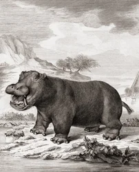 En flodhäst (Hippopotamus amphibius)