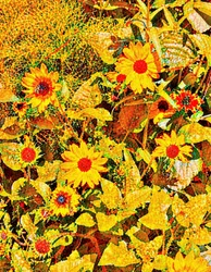 Solrosor för Van Gogh.