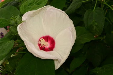 Rosor fotograferade mot en mjuk, naturlig och konstnärlig bakgrund.