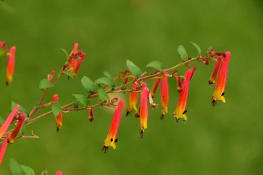 Rosor fotograferade mot en mjuk, naturlig och konstnärlig bakgrund.