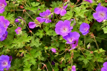 Blomsterkonst i oljemålningsstil