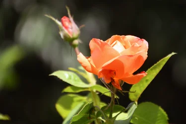 Blomsterkonst i oljemålningsstil